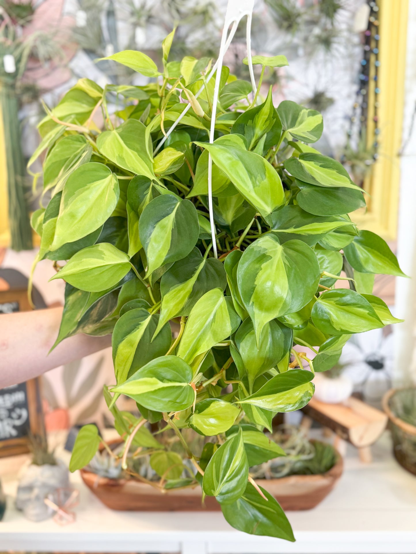 Philodendron Brazil 8” Hanging Basket