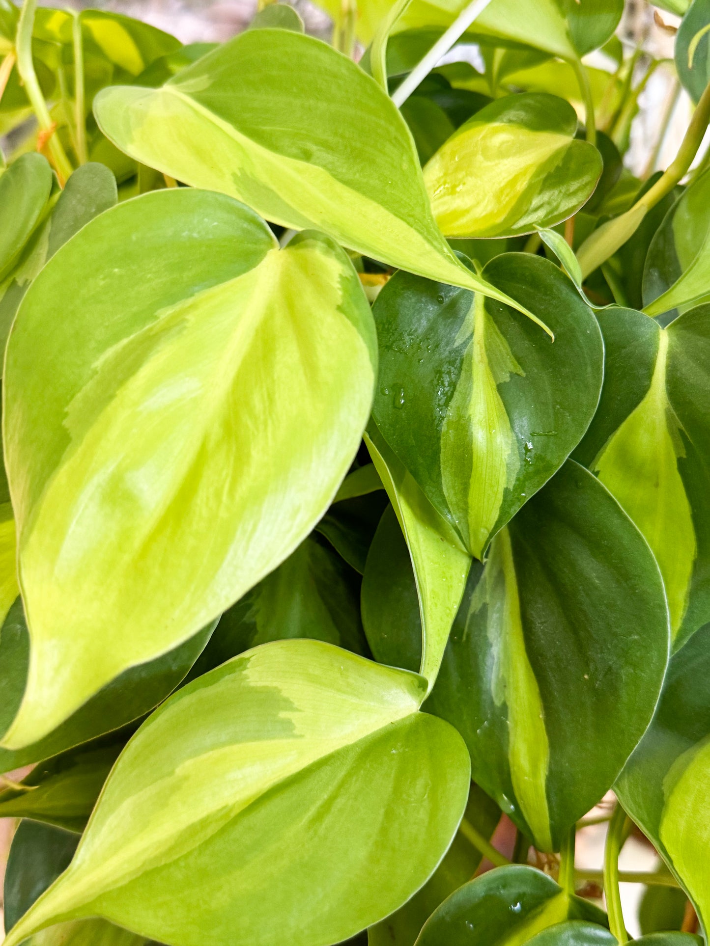 Philodendron Brazil 8” Hanging Basket