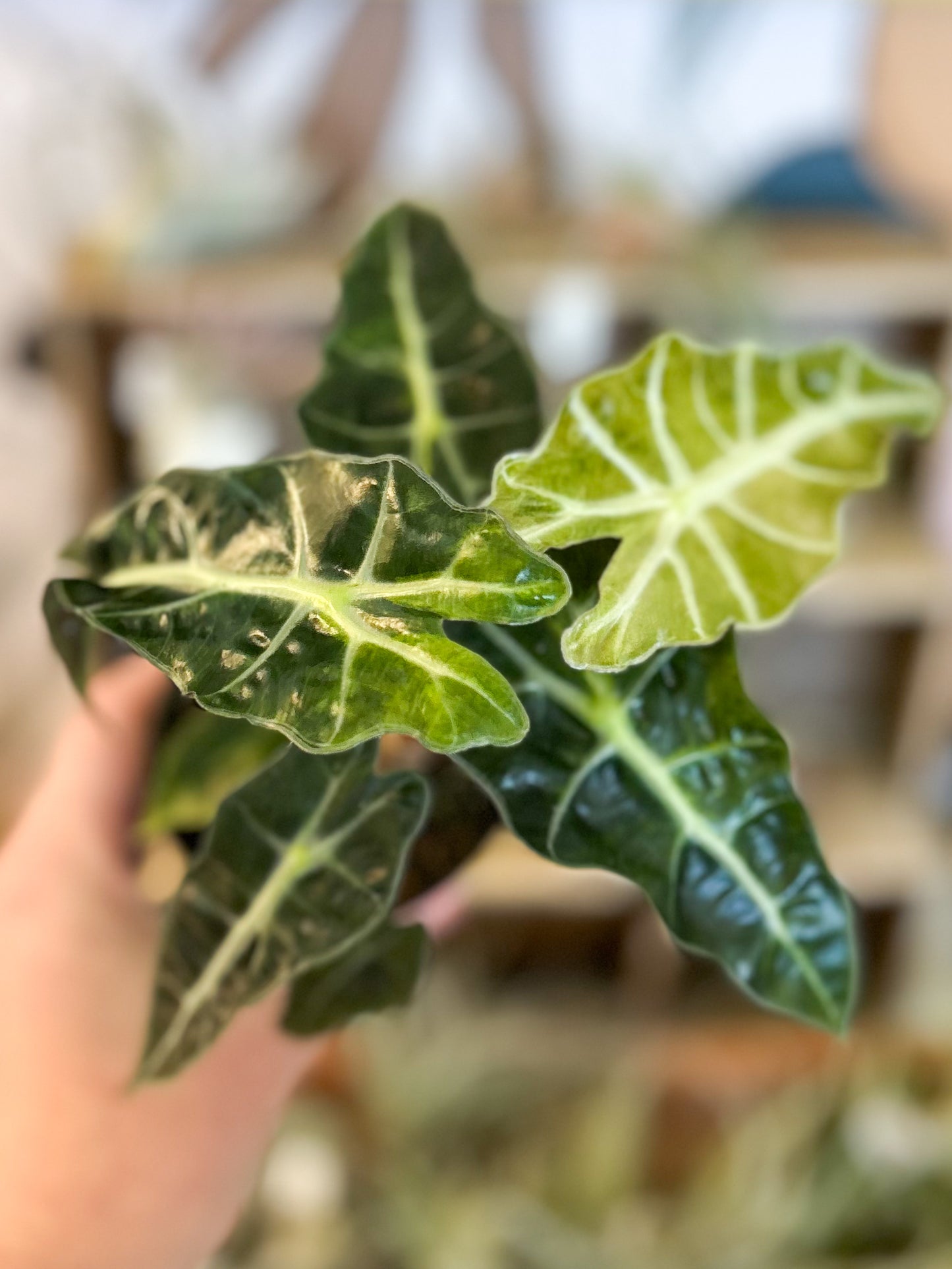 Variegated Alocasia Amazonica Polly 3”
