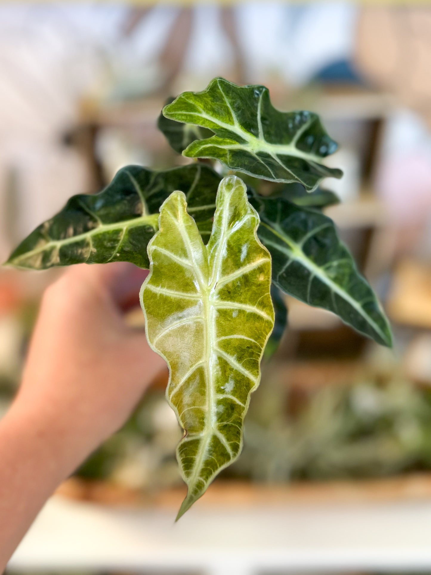 Variegated Alocasia Amazonica Polly 3”