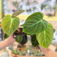 Philodendron El’ Choco Red 4”