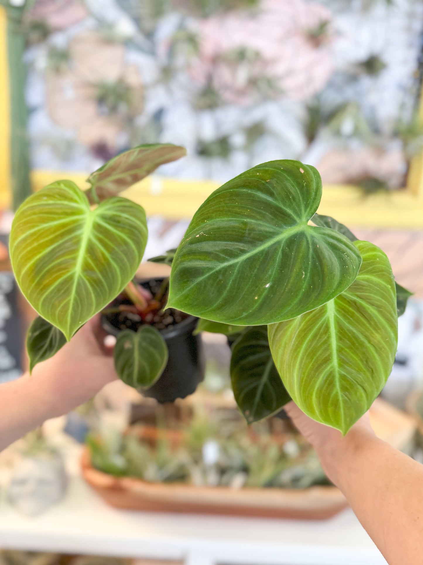 Philodendron El’ Choco Red 4”