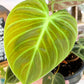 Philodendron El’ Choco Red 4”