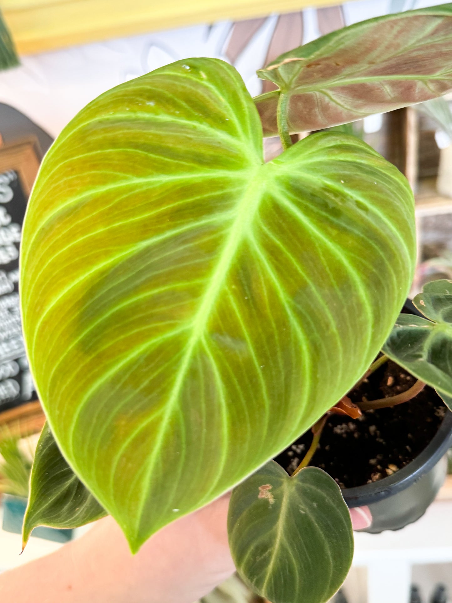 Philodendron El’ Choco Red 4”