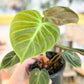Philodendron El’ Choco Red 4”