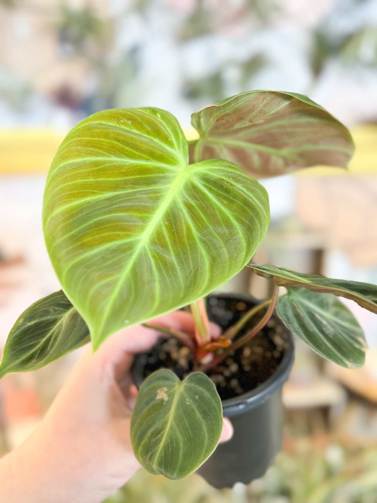 Philodendron El’ Choco Red 4”