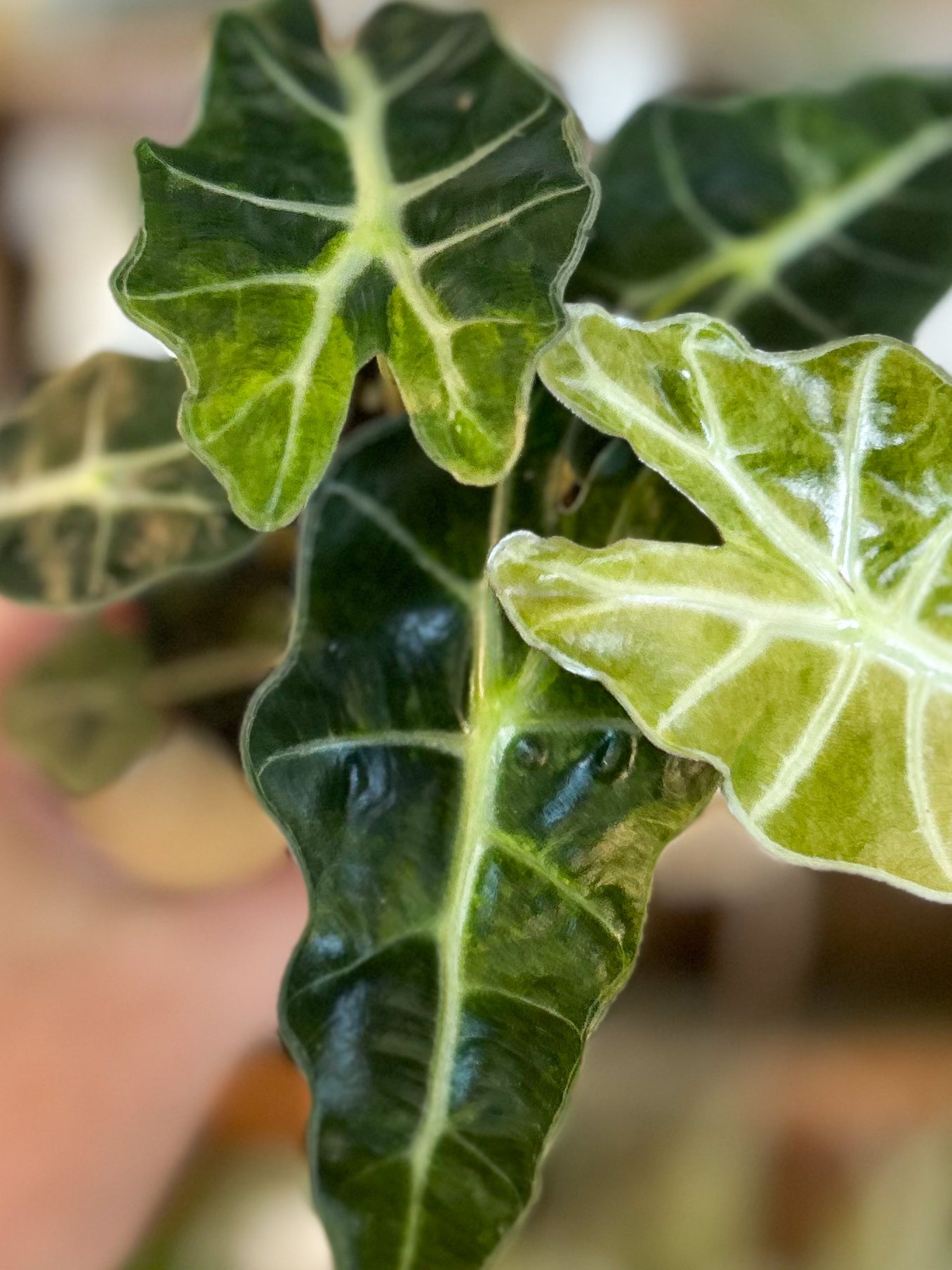 Variegated Alocasia Amazonica Polly 3”