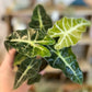 Variegated Alocasia Amazonica Polly 3”