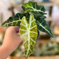Variegated Alocasia Amazonica Polly 3”